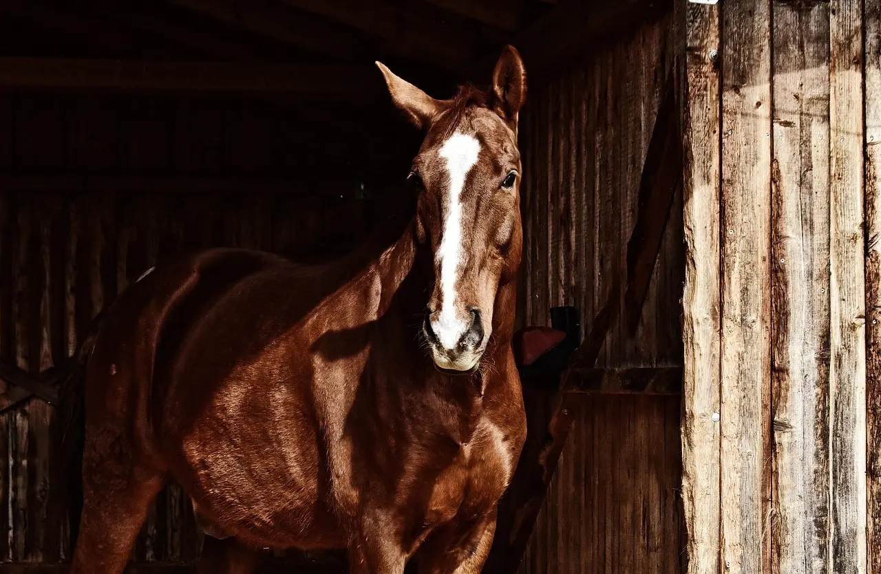 Brun hest i en stald