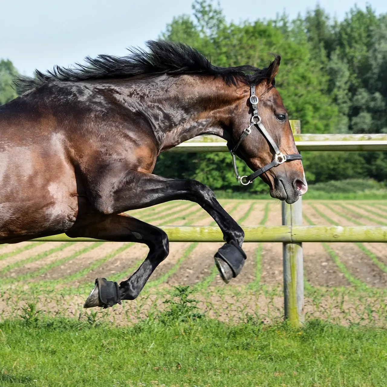 Galoperende hest i fuld fart