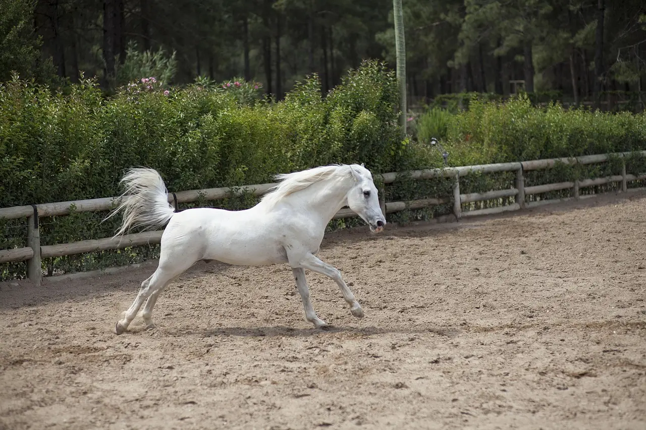 Hvid hest der løber på en ridebane
